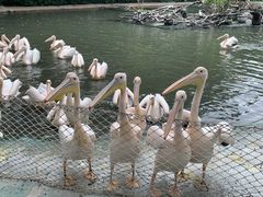 -广州长隆飞鸟乐园