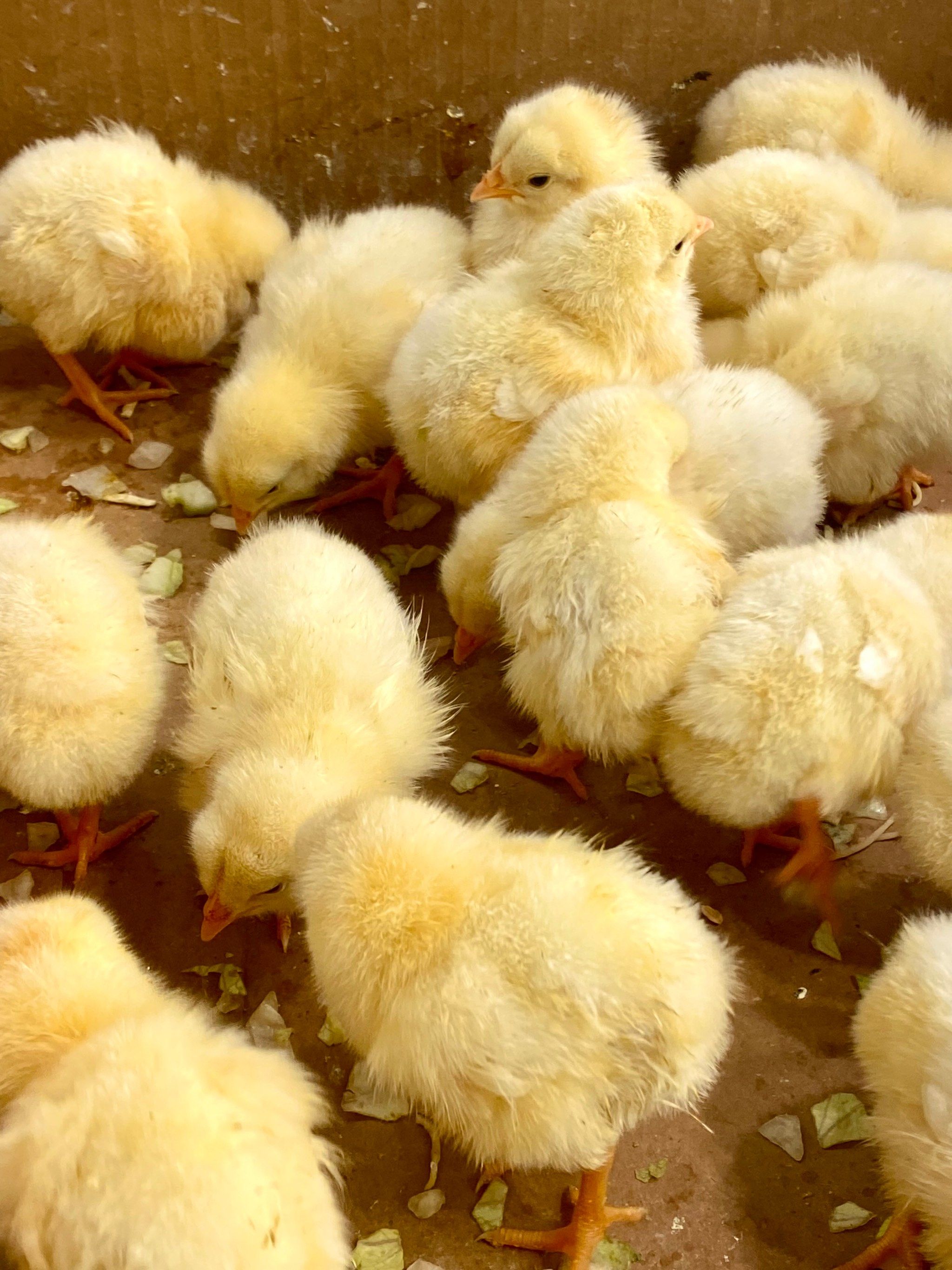 live图看毛茸茸的小鸡[调皮]童年的快乐回来啦