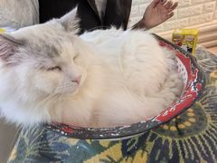 -平行世界·猫咖(首经贸店)