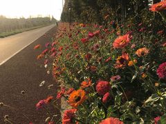 -上海长兴岛郊野公园