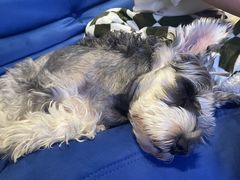 -帕帕拉兹宠物(亚洲旗舰店)