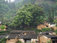 -杨家堂村