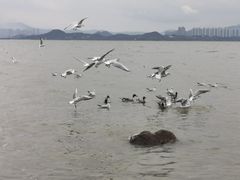 -深圳湾公园(南山区)