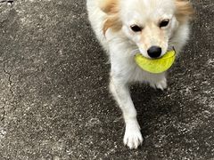 -菲丽丝宠物医院·24小时·猫科中心·免疫点(淮海分院)