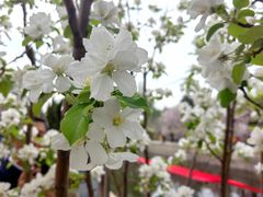 -海棠花溪(元大都城垣遗址公园)