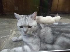 -猫咪博物馆(顶澳仔猫街店)