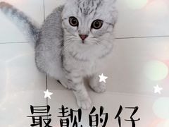 -圣宠宠物(平吉花卉市场店)