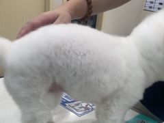 -安安宠医宠物医院·异宠·犬猫内科(岳阳分院)