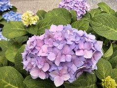 -重八牛府之小有名气(大望路店)