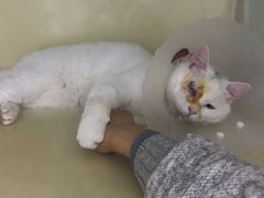 -纳吉亚猫专科动物医院(康都外科中心)