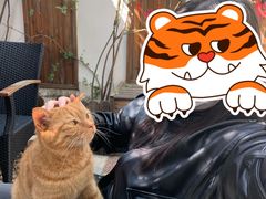 -喵屿·大理花园猫咖