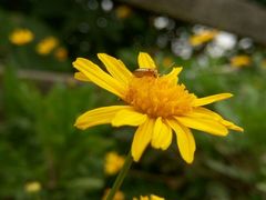 景点-铁山坪森林公园