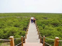 -北海金海湾红树林生态旅游区