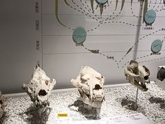 -国家自然博物馆