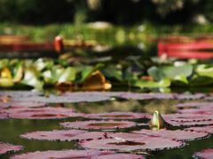 -国家植物园南园