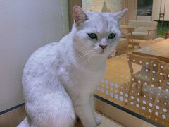 -藏猫猫咖啡主题馆(中央大道店)