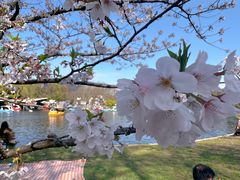 -上海共青森林公园