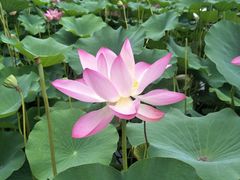 -石家庄市植物园