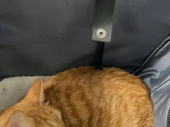 -美联众合动物医院·24h转诊中心