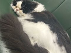-安格丽娜·狗咖·猫咖羊驼咖(春熙路百盛商场店)