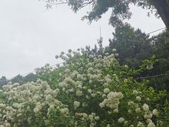 -铁山坪森林公园