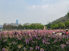 -顺峰山公园
