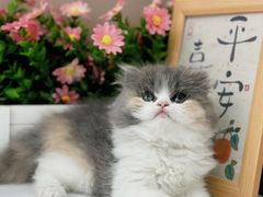 -小猫来了·猫舍(红山六九七九店)