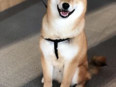 -爱妮康宠物医院·干细胞免疫细胞·肿瘤·心脏(张江店)