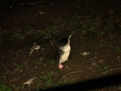 -企鹅岛