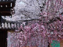 -醍醐寺