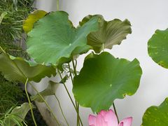 -成都杜甫草堂博物馆