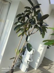 -HEYAN荷妍专业脱毛连锁机构