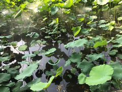 -四川大学(望江校区)