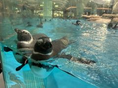 -帝企鹅自助餐厅•儿童岛•真企鹅(长隆企鹅酒店)