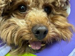 -宠物星动物医院·眼科·异宠·猫科(江南大道总院)