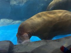 -芜湖新华联大白鲸海洋公园