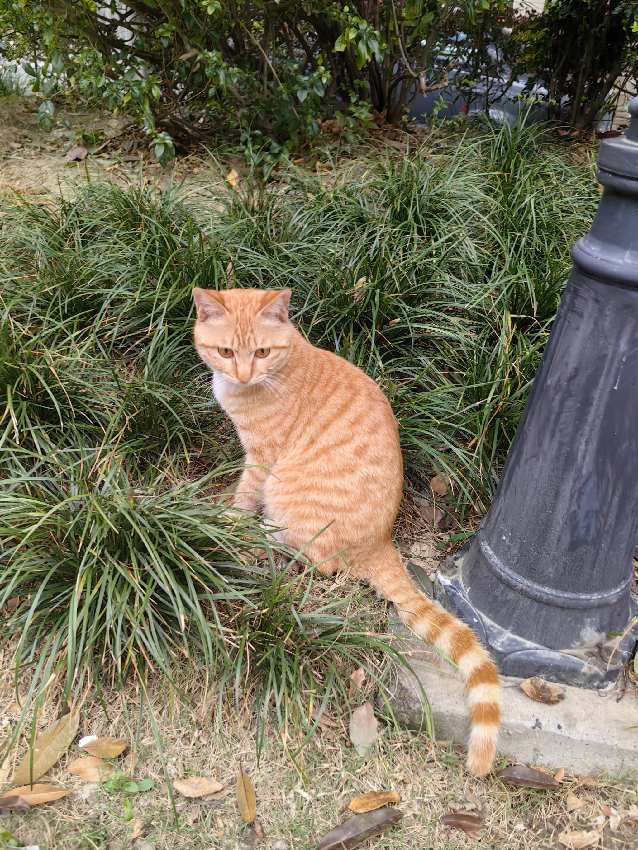 取快递偶遇乖巧黏人小黄猫🐱萌化了❤