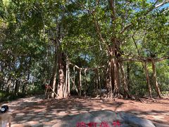 -中国科学院西双版纳热带植物园