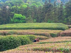 -龙坞茶村
