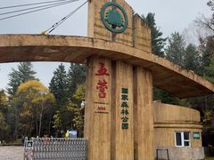 -五营红松林海景区