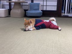 -逗柴咖啡屋·狗咖猫咖宠物桌游
