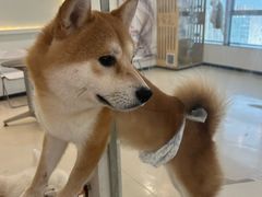 -共舞时光猫咖·狗咖(新街口店)