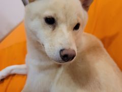 -南京Hallo宠物乐园·哈罗犬舍·柴犬繁育基地