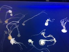 -新加坡海洋生态馆