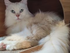 -猫猫幼稚园·撸猫·桌游·电玩