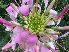 -径山花海