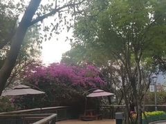 -金鸡山公园