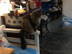 -Anne猫窝咖啡屋