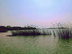 -西京湾花海