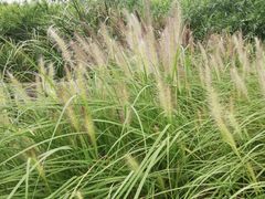 -白鹭湾湿地公园